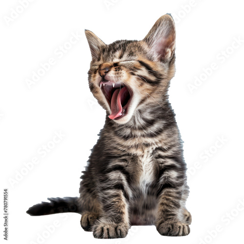 Meowing kitty isolated on solid background. 