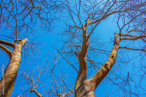 Background of the bark of a Cladrastis kentukea tree in sunny weather. Natural leather of nature. photo