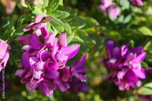 Wallpaper Mural pink flowers in the garden Torontodigital.ca