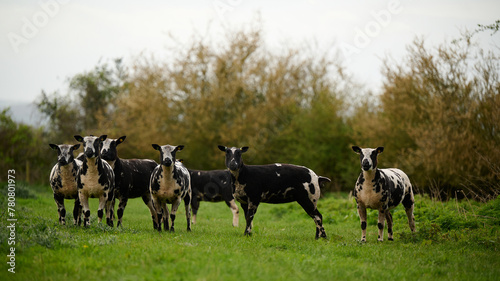 Six sheep that are shorn and standing in a green field staring at lens in english countryside on cloudy day