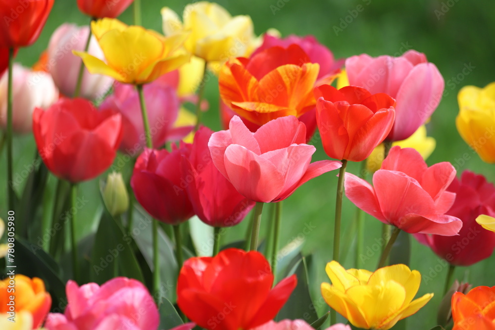 Beautiful pink spring tulips on a colorful background. Beautiful pink spring tulips on a colorful background.