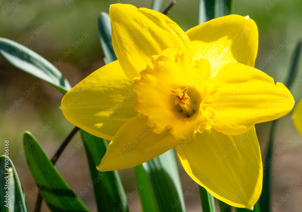 daffodils in spring daffodils in spring