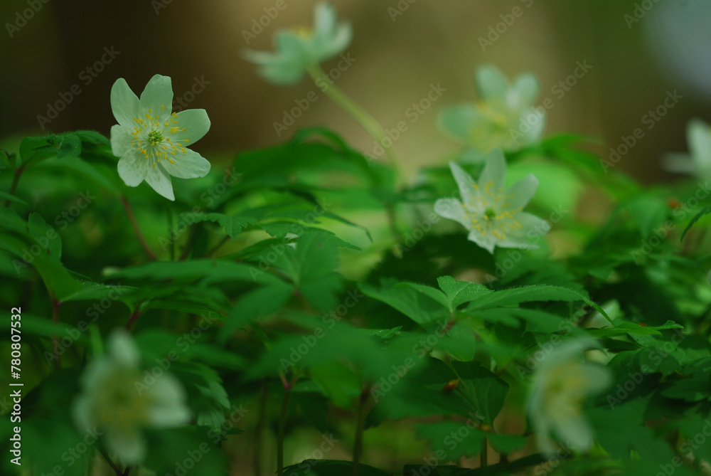 spring in the forest spring in the forest