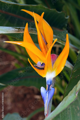 Strelitzia reginae, known as the crane flower, bird of paradise, a specie of flowering plant indigenous from South Africa. It is widely cultivated for its dramatic flowers, Brasilia, 2021