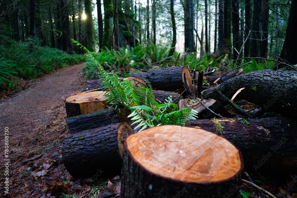 Obraz premium 切り株 樵 木こり 薪 木 木材 林業
