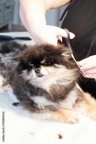 Grooming small dogs at home