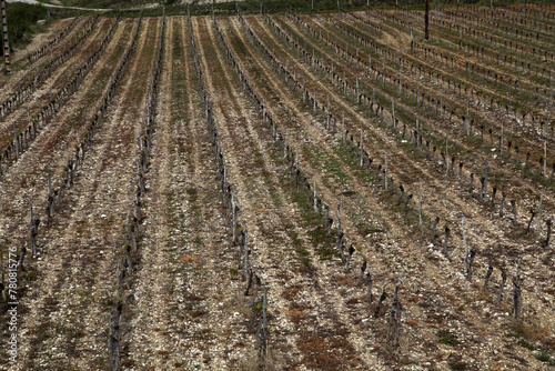 Vineyard around Saint Marice d'Ardeche - Ardeche - France photo