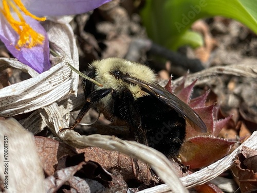 Photos Queen Bee slowly emerging after a long winter hibernation with green shoots and a crocus in the surrounding garden