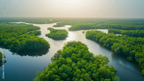 An aerial view of the dense and expansive mangrove forests in Gambia