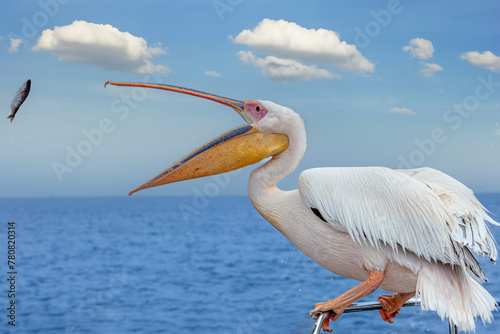 Fisch fliegt in den geöffneten Schnabel eines Pelikan
