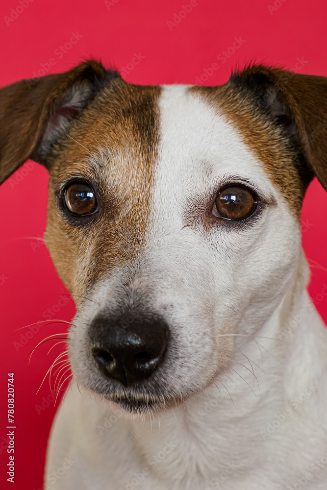 Dog. Portrait of a cute Jack Russell Terrier dog on a red background. The year of the dog
