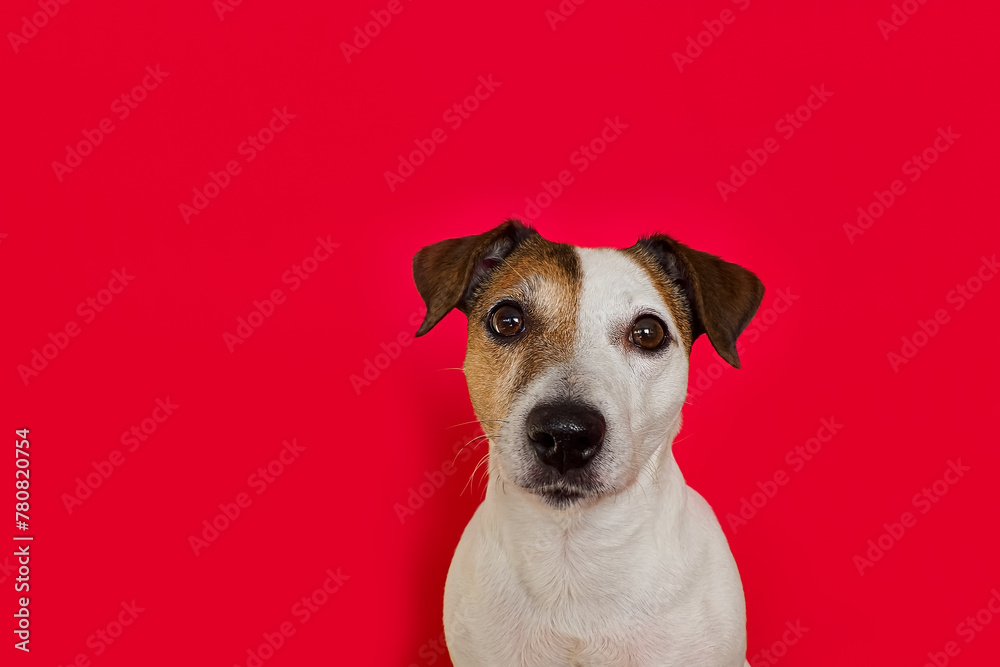 Dog. Portrait of a cute Jack Russell Terrier dog on a red background. Copy space
