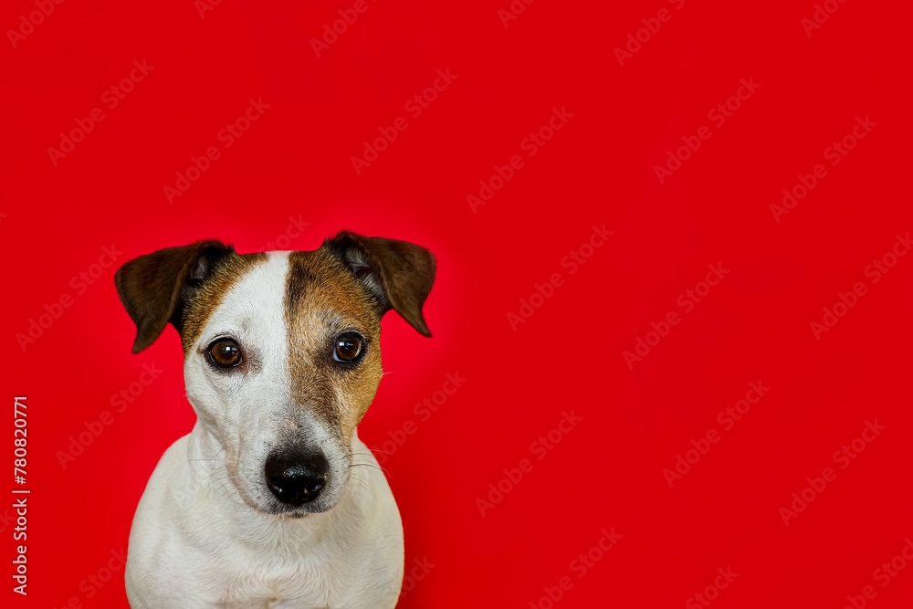 Dog. Portrait of a cute Jack Russell Terrier dog on a red background. Copy space Dog. Portrait of a cute Jack Russell Terrier dog on a red background. Copy space