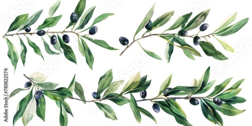 A painting of olives on a branch, suitable for food or nature concepts photo