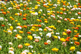 Flower meadow with colorful poppy flowers