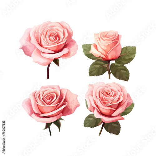 Roses. Set of three pink rose flowers isolated on a white background. Vector illustration