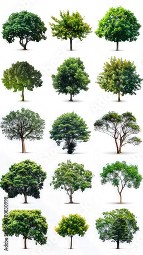 set of green trees isolated on transparent or white background  tree collection shapes cutout PNG