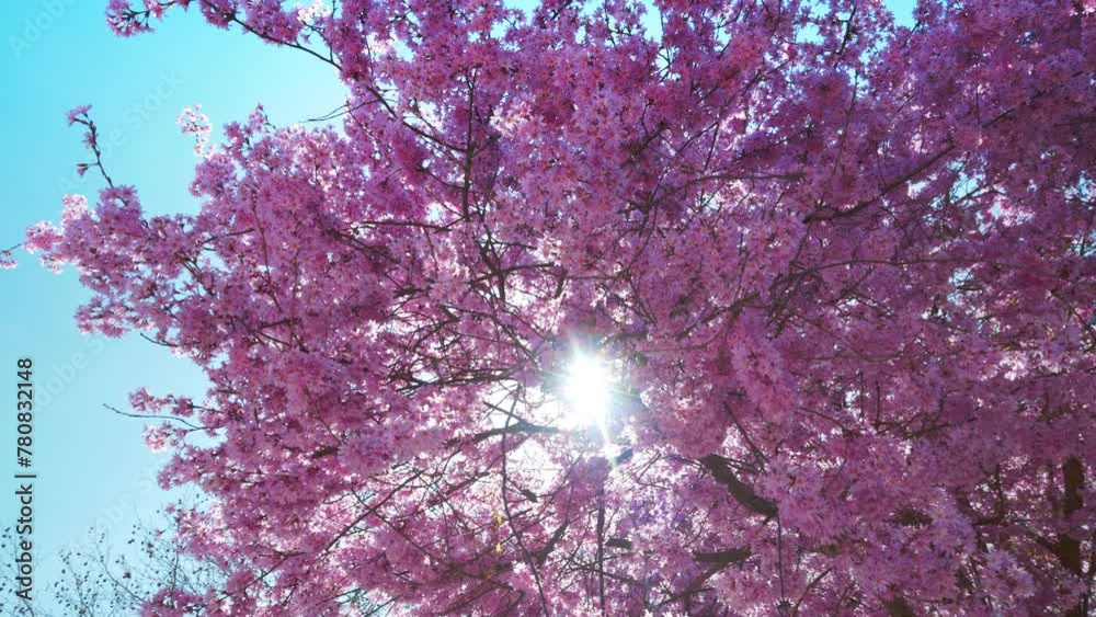 Vidéo Stock Slow motion of blooming pink japanese cherry tree blowing ...