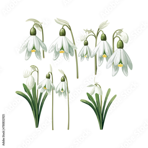 Watercolor snowdrop flower set. Vector illustration design