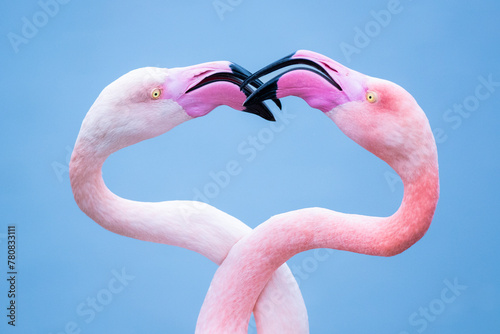 Two flamingos creating a heart shape with their necks photo