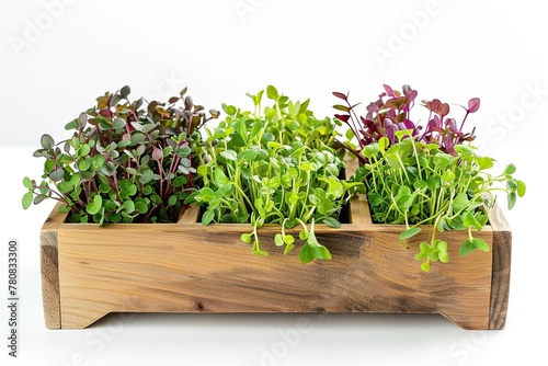 Various microgreens in a wooden box on a white background. Green fresh sprouts. Healthy eating, vitamin, superfood, vegetarianism concept