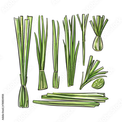 lemongrass set hand drawn. vector plant, leaf top, illustration botanical lemongrass vector sketch. isolated color illustration