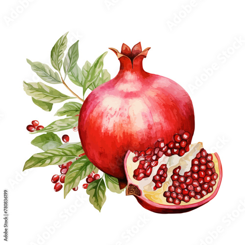 watercolor pomegranate clipart for graphic resources
