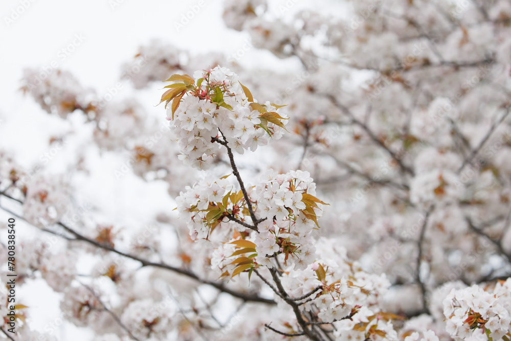 満開の桜 ソメイヨシノ