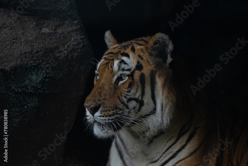 Canvas Print Tigre 4