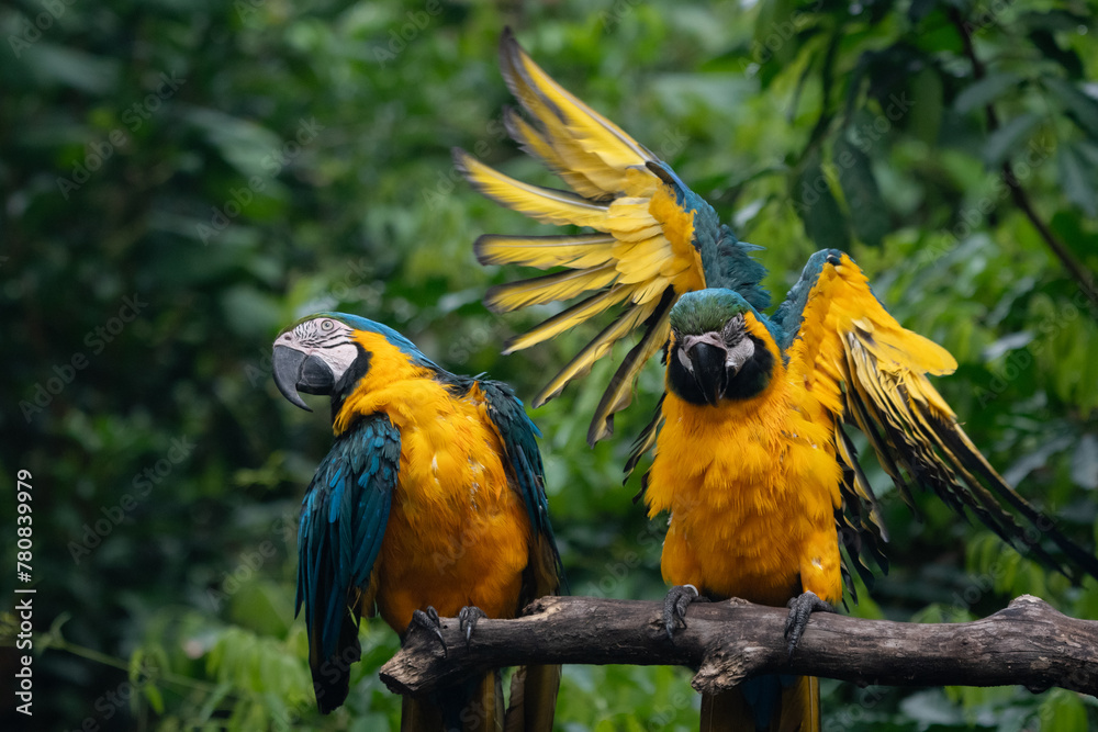 Fototapeta premium Araras Canindé interagindo 2