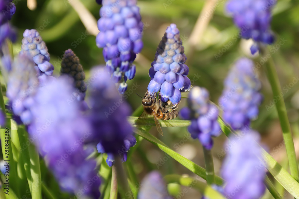 Abeille domestique --- Abeille mellifère (Apis mellifera)
Apis mellifera on an unidentified flower or plant
Abeille domestique --- Abeille mellifère (Apis mellifera)
Apis mellifera on an unidentified flower or plant