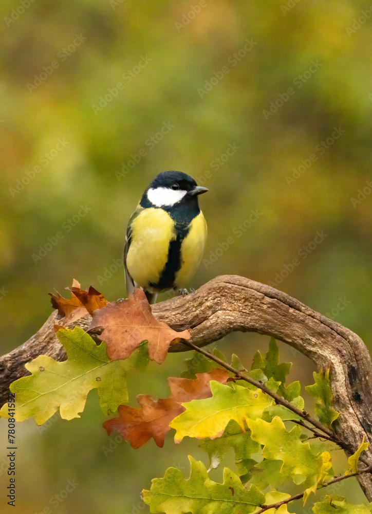Great tit drink water and sitting on branch Great tit drink water and sitting on branch