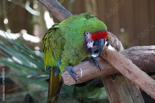 Laut schreiender Soldatenara, exotischer tropischer Papagei mit grünen Federn, sitzt mit weit geöffneten Schnabel auf dem Ast eines Baumes photo