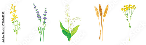 Wild Flowers and Herbaceous Flowering Plants Vector Set