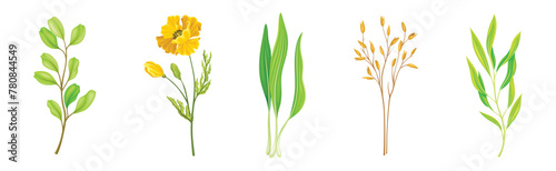 Wild Flowers and Herbaceous Flowering Plants Vector Set