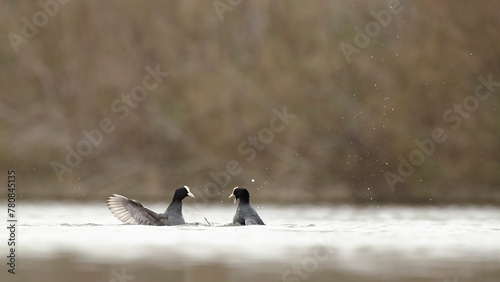 Coots engaged in a territorial dispute on the water photo