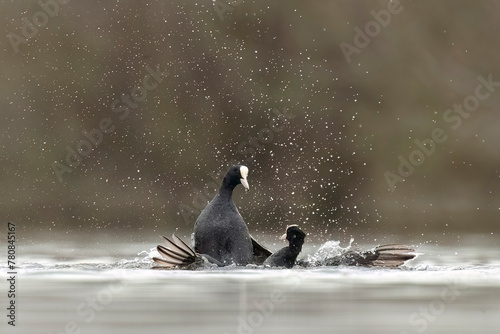 Dramatic coot battle on water with splashing droplets photo