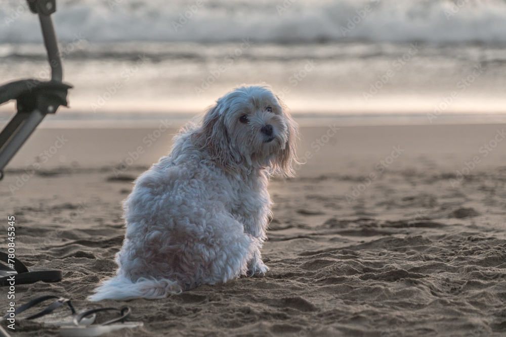 perro en la playa perro en la playa