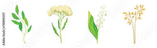 Wild Flowers and Herbaceous Flowering Plants Vector Set