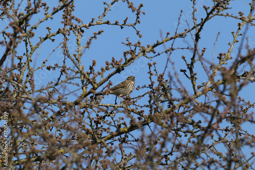 Pipit farlouse (Anthus pratensis) Anthus pratensis in its natural element 