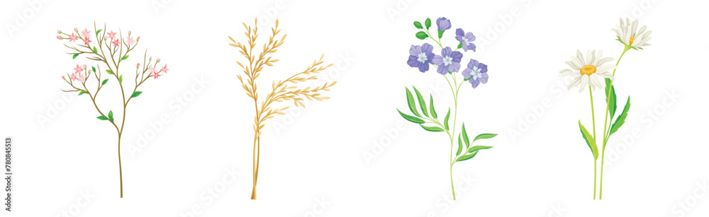 Wild Flowers and Herbaceous Flowering Plants Vector Set