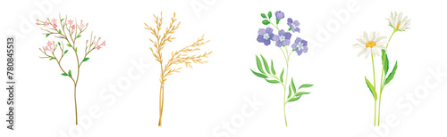 Wild Flowers and Herbaceous Flowering Plants Vector Set