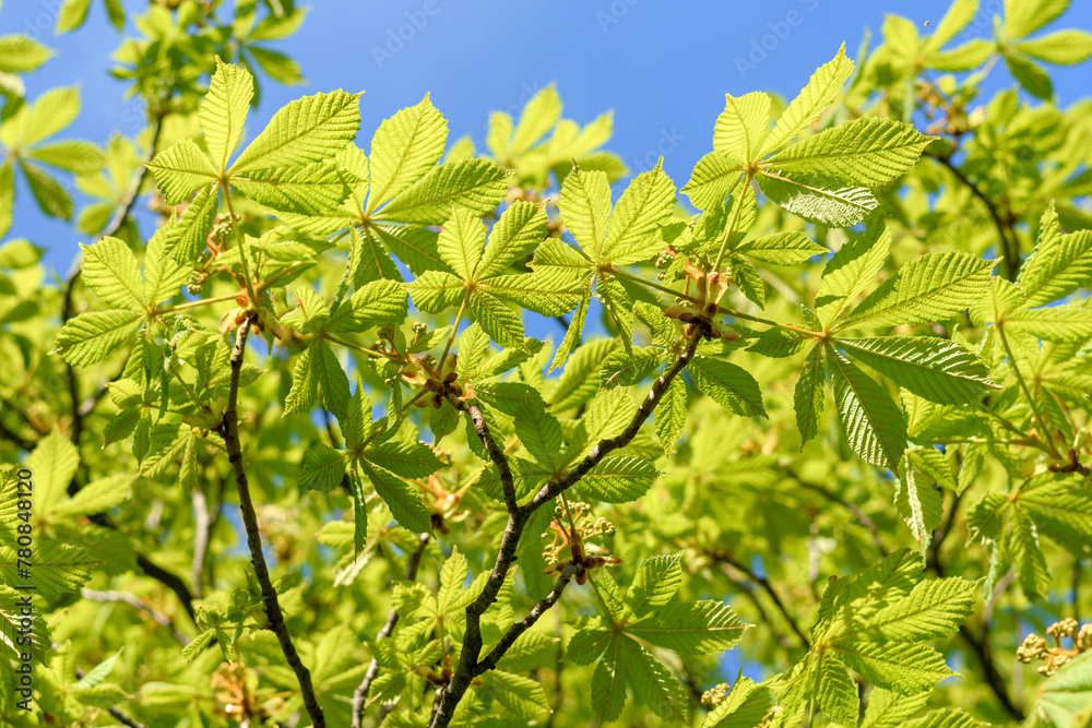 green leaves in the sun green leaves in the sun