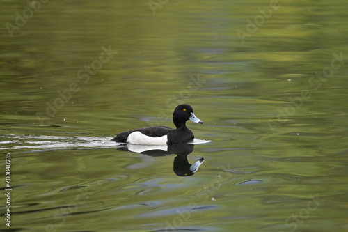 male tufted duck swimming on the river