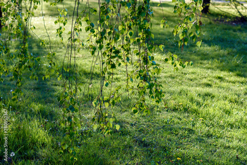 green leaves in the sun