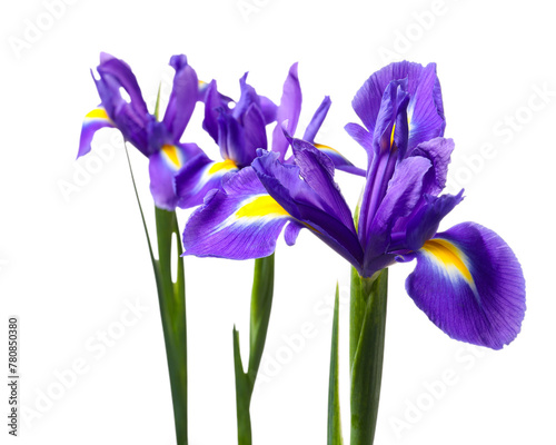 Fototapeta Naklejka Na Ścianę i Meble -  Beautiful violet iris flowers isolated on white