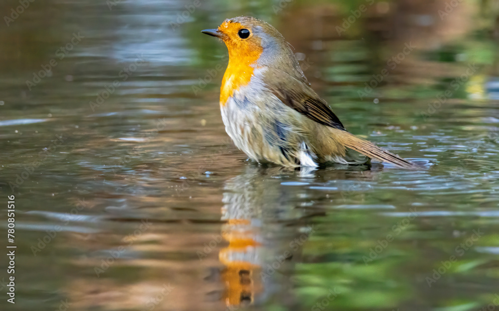Robin bird sitting with open wing close to paddle Robin bird sitting with open wing close to paddle
