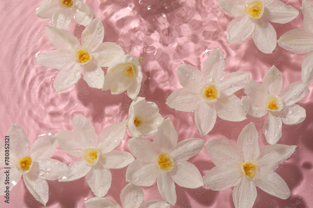Beautiful daffodils in water on pink background, top view