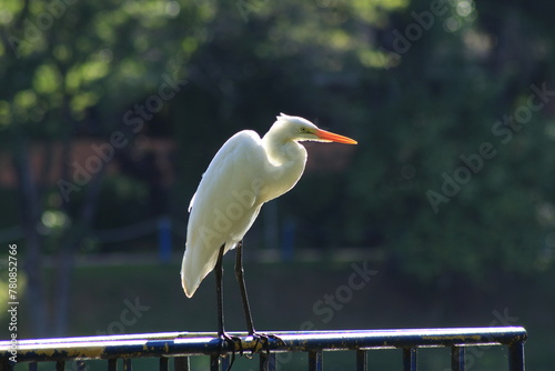 great white egret