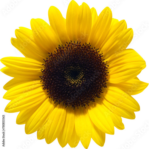 Fototapeta Naklejka Na Ścianę i Meble -  Colorfull Sunflower 2 - Editor Choice